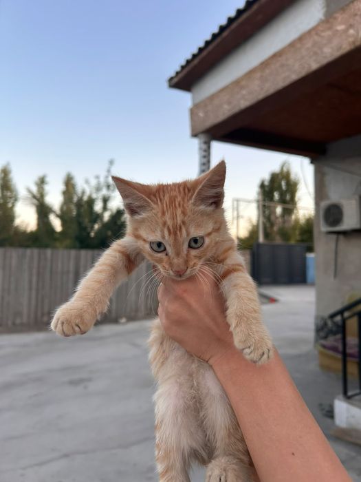 Котята Бесплатно