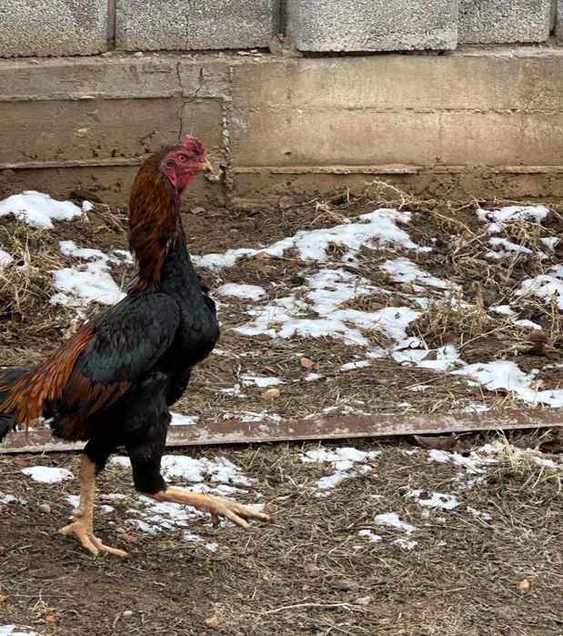 Продается бойцовый