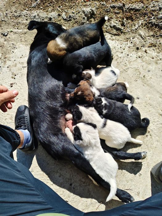 Щенок отдам в добрые руки