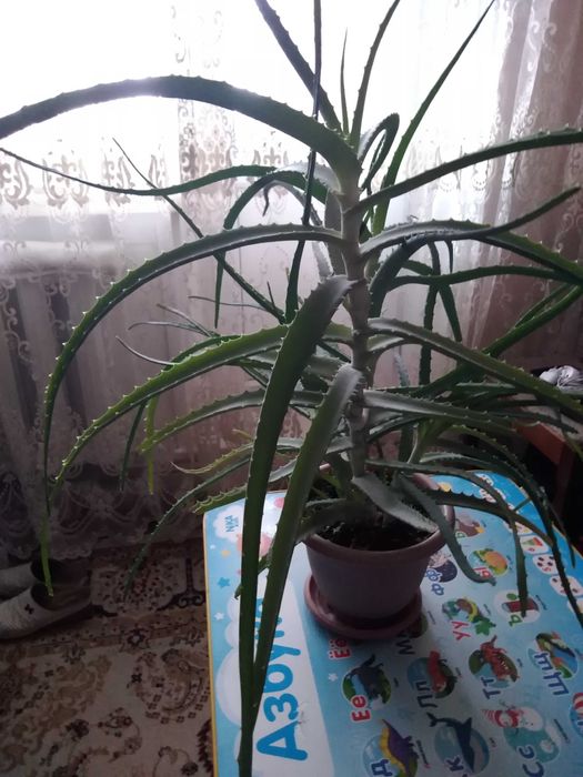 Алоэ лечебный 4года.