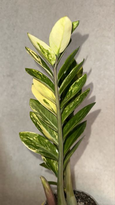 Замиакулькас вариегатный