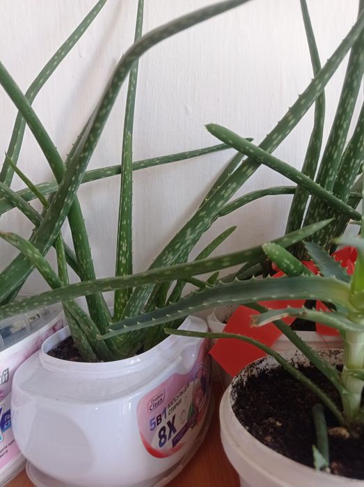 Алоэ-Вера продам