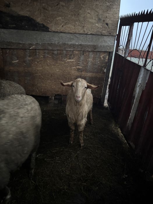 Berbecuți de sacrificat