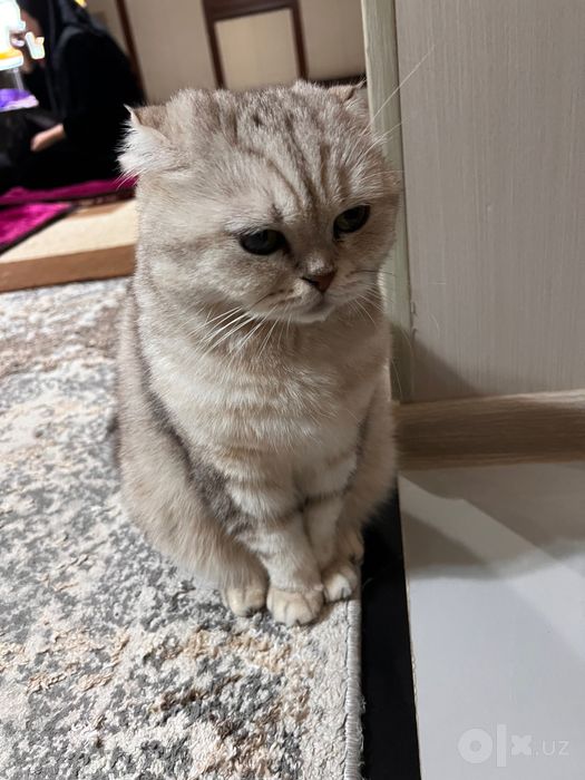 Кошка скоттиш фолд