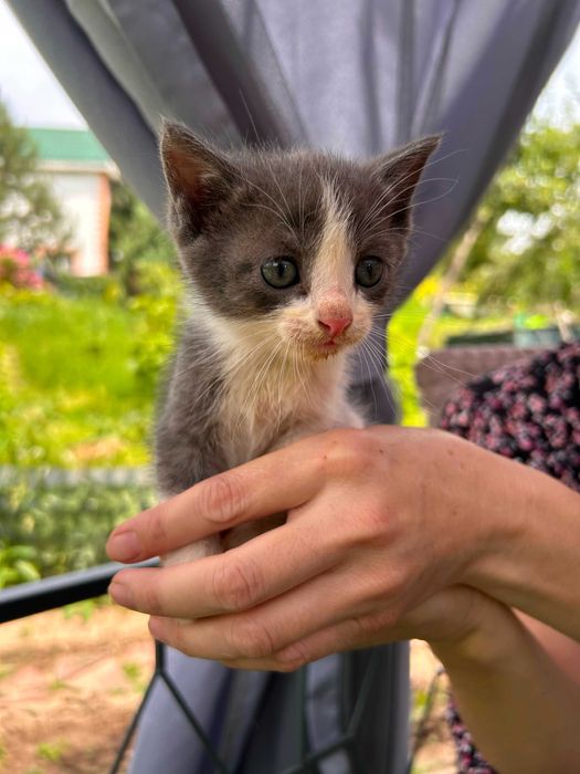 Котята Бесплатно