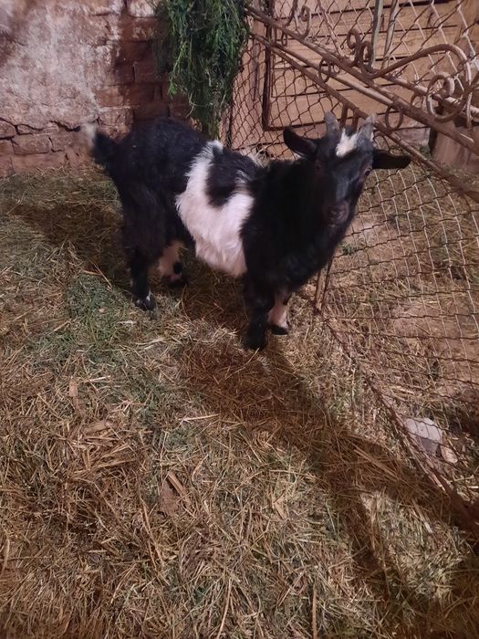 De vânzare capră bună de lapte
