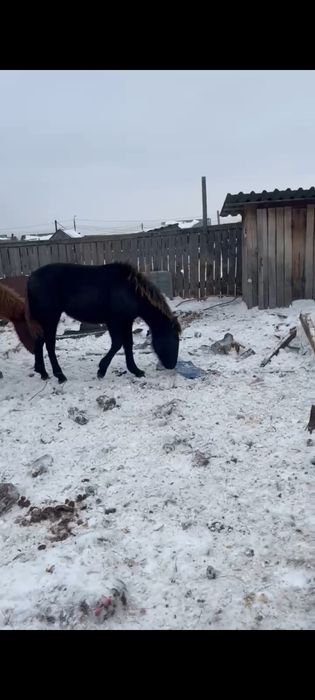 Продам жеребят.   .