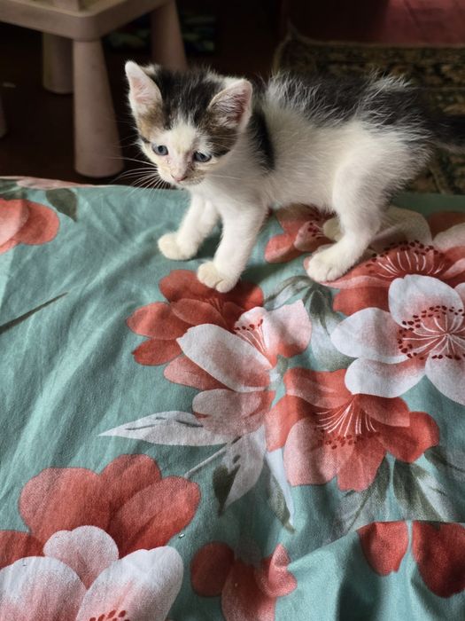 Отдам котят в добрые руки
