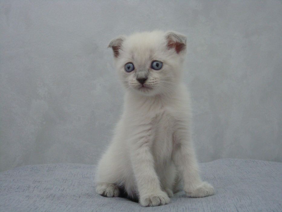 Brito-shotlan mushukchalar