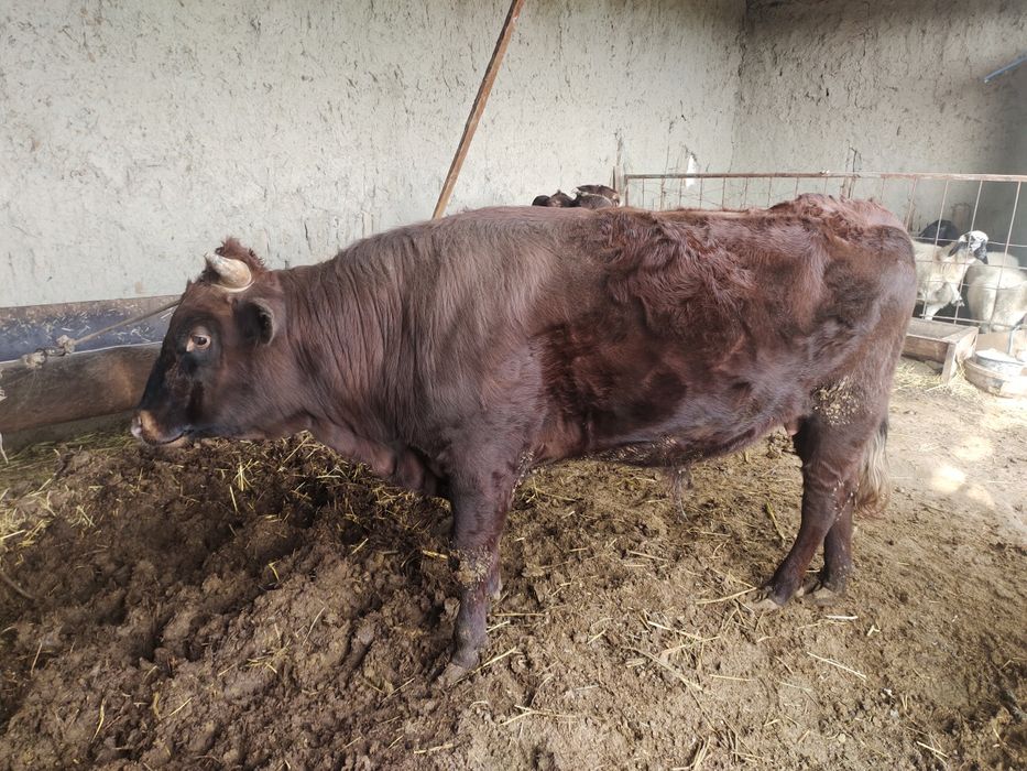 Yosh buqa sotiladi..