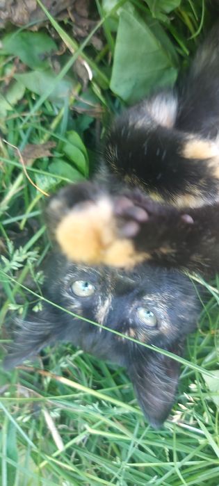 Отдается котенок в хорошие руки