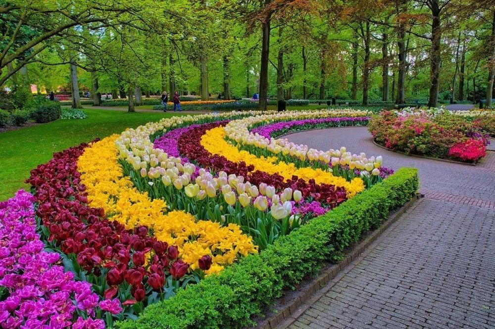 Луковицы тюльпаны акция