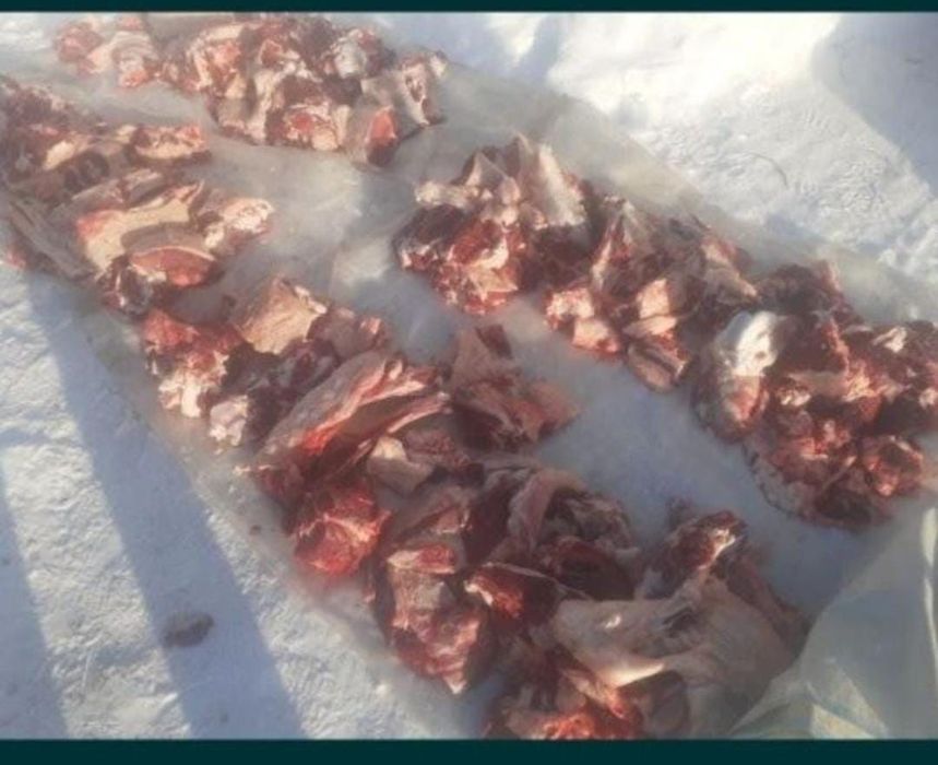 Продам говядину телки жирные.