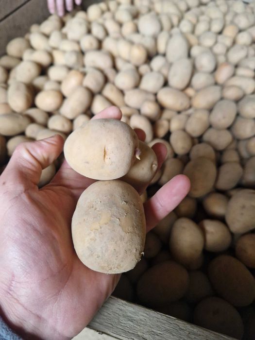 Cartofi de samanta din Clasa A si E