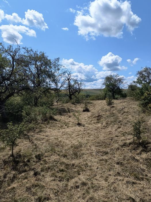 Teren Radaia  Mera Cluj Baciu 8000mp Intravilan