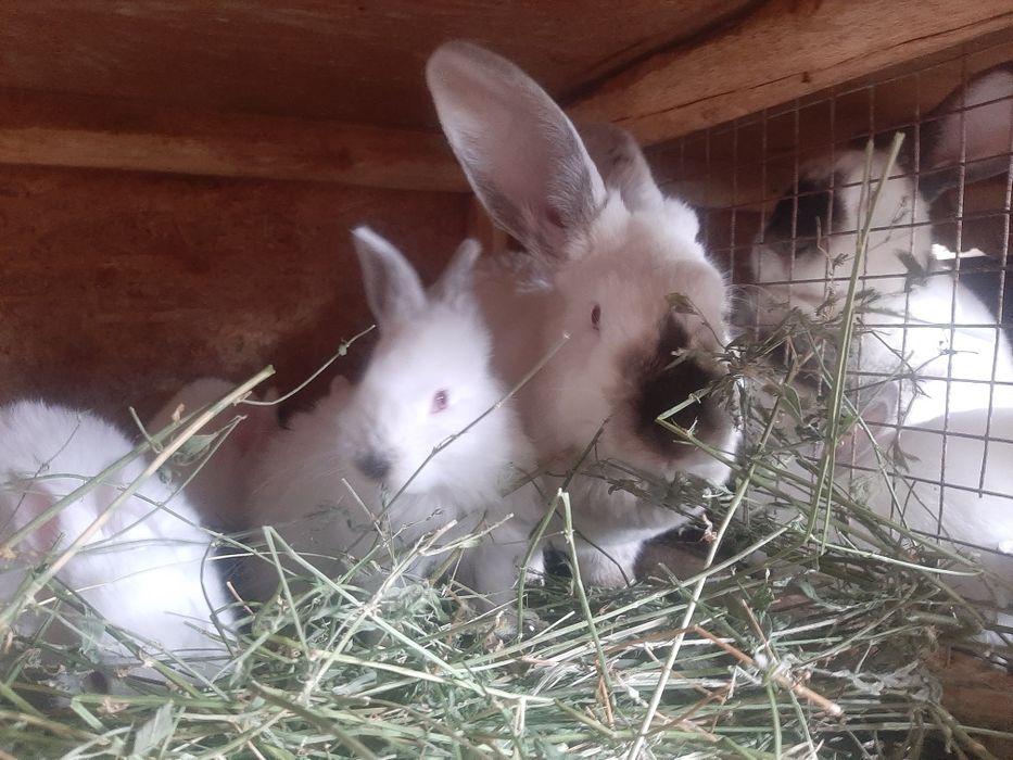 Маленькие кролики