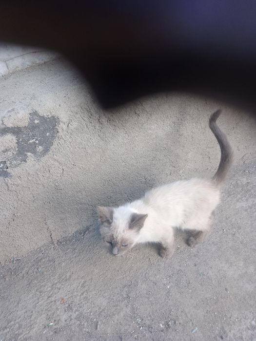 Отдам котенка котика.