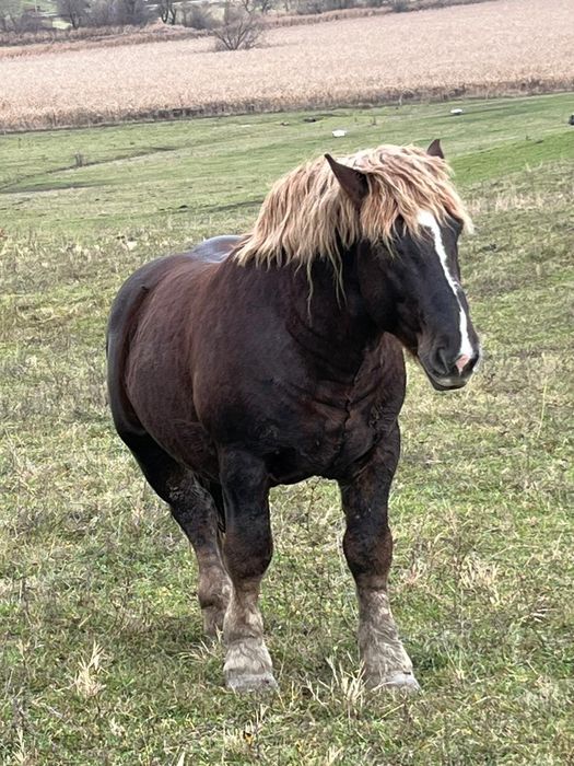 Vând sau schimb cu vaci