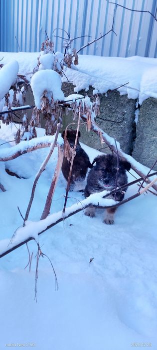 Щенки мощные отдам