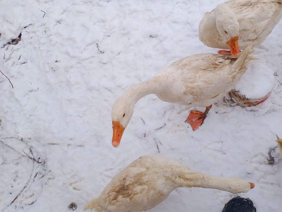 Продам гусей, уток курей