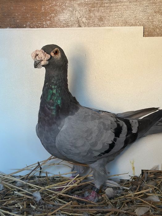 Porumbei duduros caută altă casa