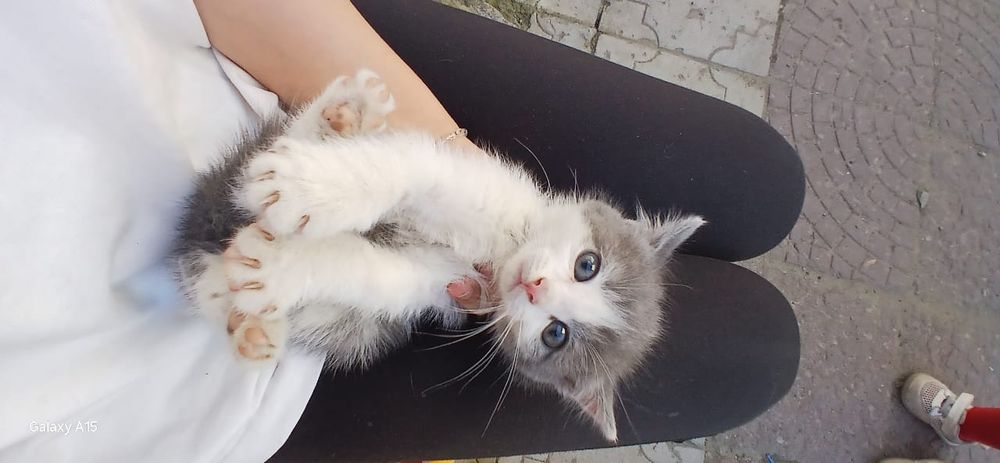 Отдам котят шустрых