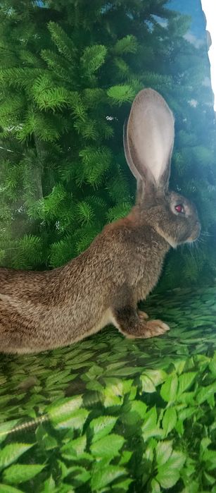 Фландир 2_5месчц ест ишо ест дургое варянть  чисты кроф 100% гарантья