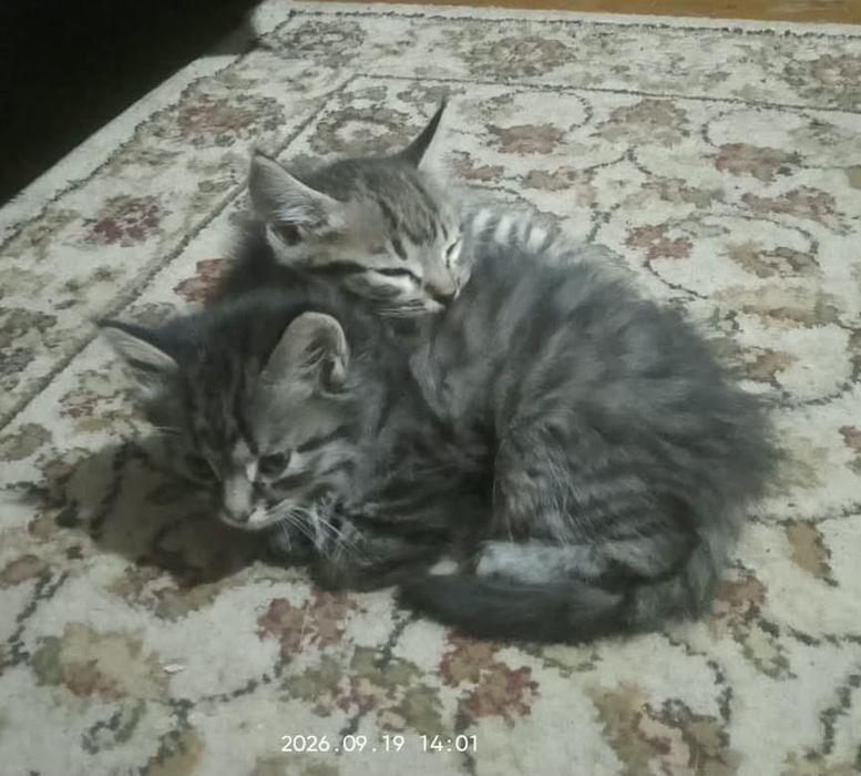 Котята бесплатно
