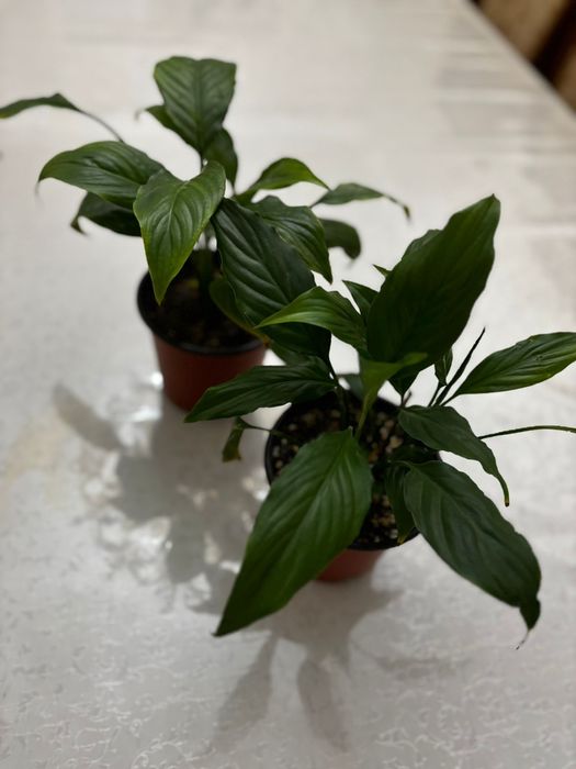 Женское счастье цветы