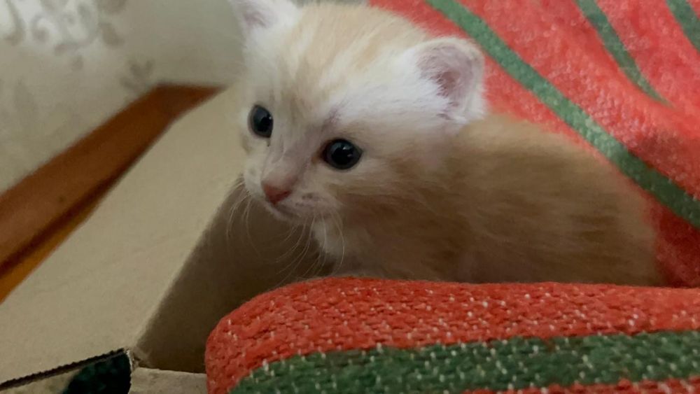 отдам котенка в добрые руки