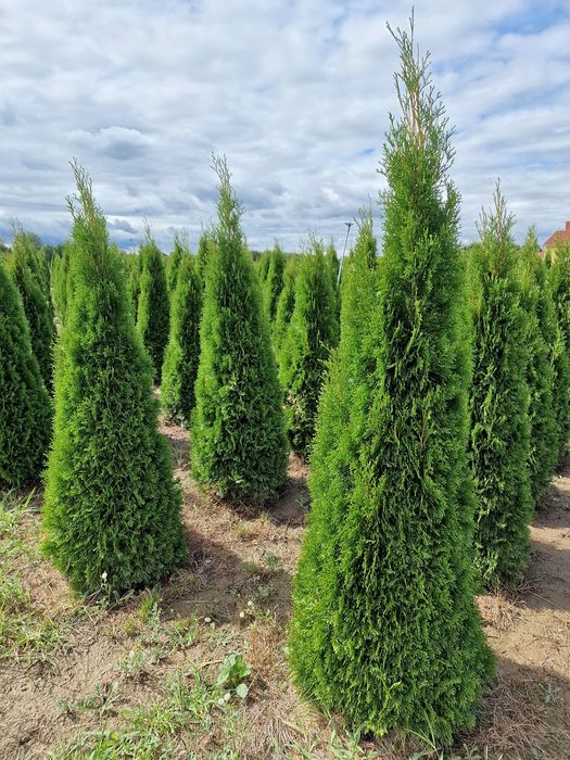 Poze reale - tuia extra - thuja smaragd, columnaris, leylandii etc