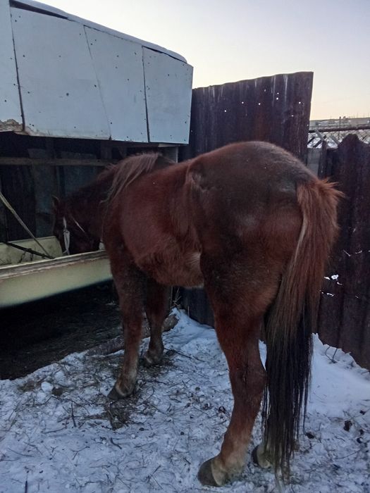 Продаётся жеребец