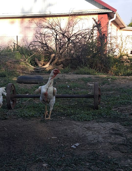 Дакан, бойцовые цыплята шамо