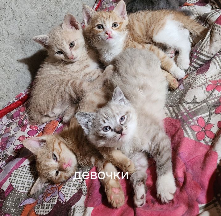 Самарканд.  Домашний котята