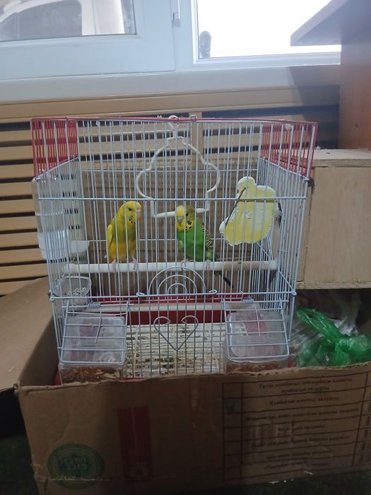 Папугай волнистый