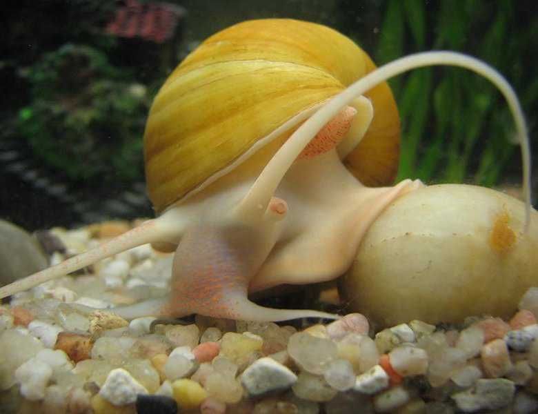 Аквариумная улитка "Ампулярия"