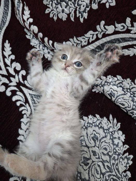 Продам кошка 1,5 мес