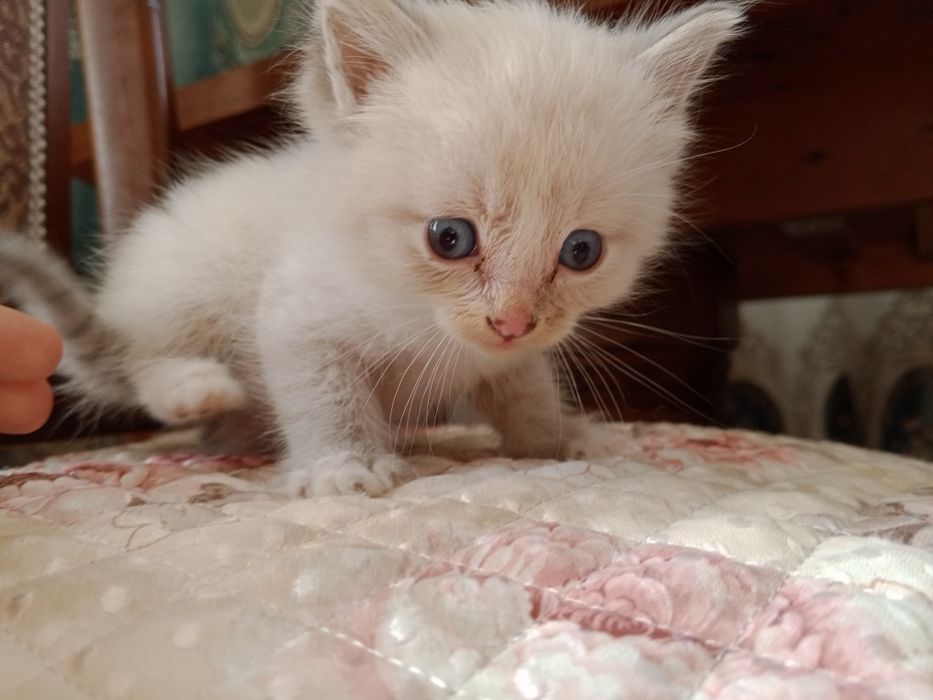 Отдам котёнка бесплатно
