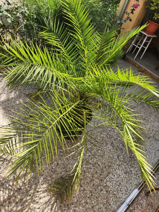 Palmier ornamental