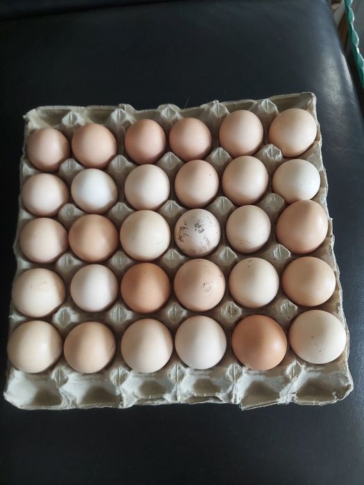 Oua de tara proaspete