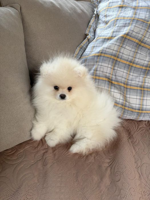 Померан мини мъжко