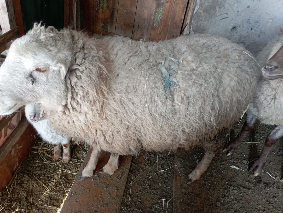 2 жасар ісек қойлар сатылады 3 бас