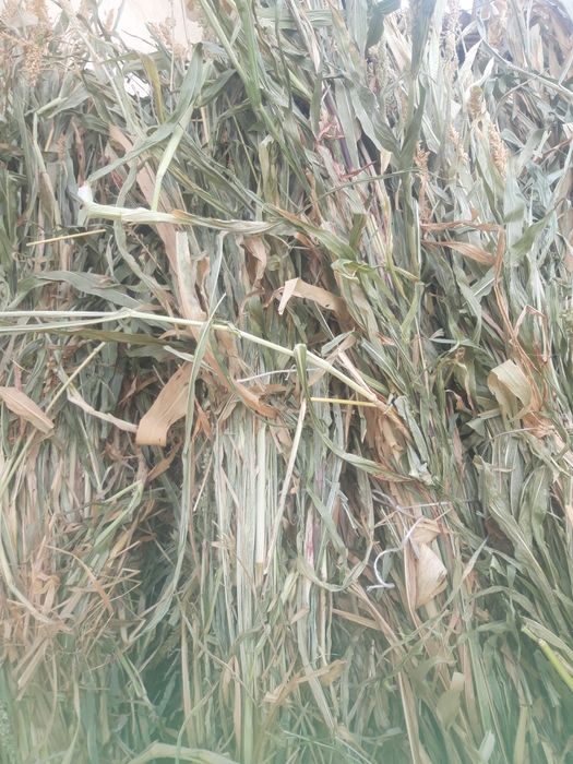 Mol va qoy uchun O't sotiladi