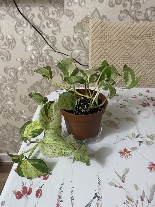 Комнатные растения