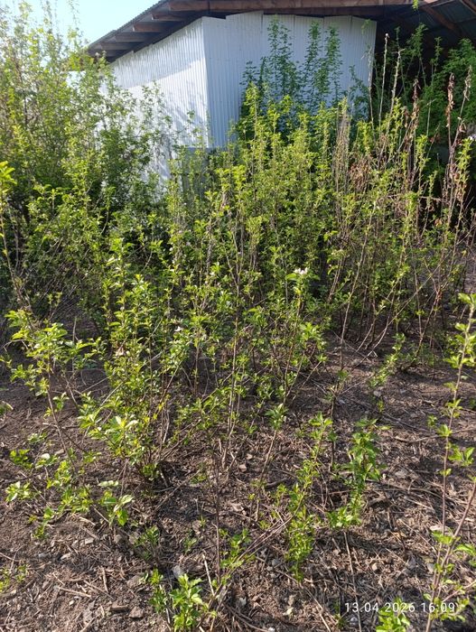 Продам хороший саженцы