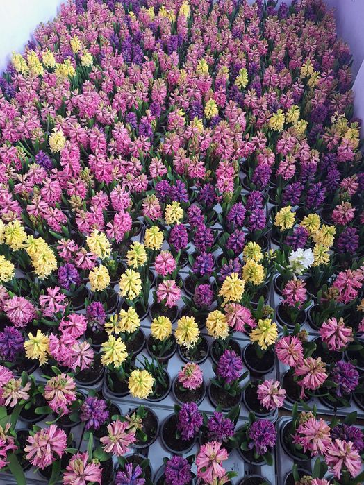 Vand zambile la ghiveci