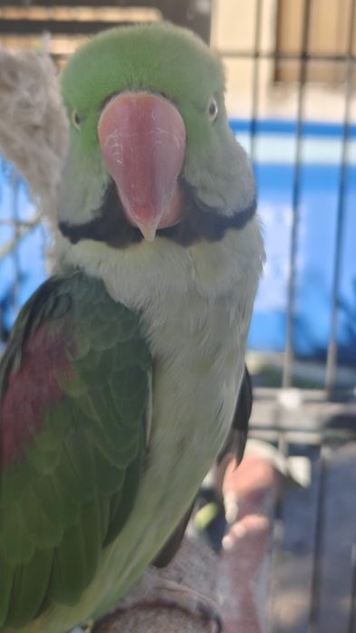 Pui de Micul și Marele Alexander din 2025