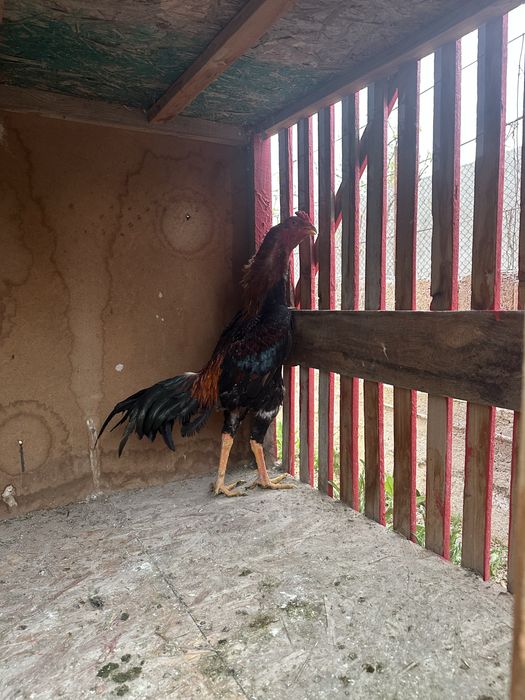 Каны таза заттар.