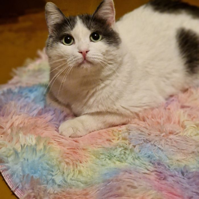 Котик Яша, переживший предательство