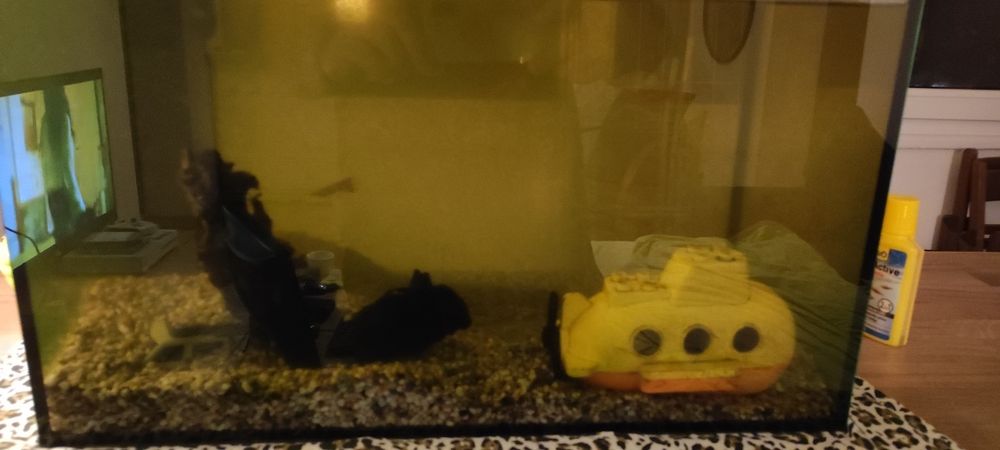 Acvariu pesti kit complet + 4 pesti exotici